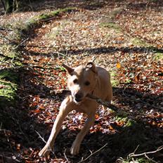 Labrador retriever Seko