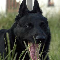 Schæferhund To-Fast Maggie