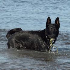 Schæferhund To-Fast Maggie