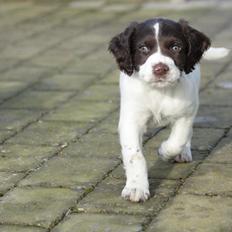 Field Trial spaniel Zeus