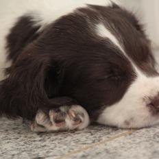 Field Trial spaniel Zeus