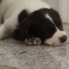 Field Trial spaniel Zeus