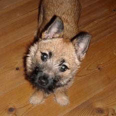 Blanding af racer rita