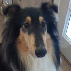 Collie langhåret Thea