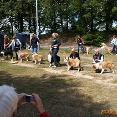 Collie langhåret Thea
