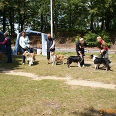Collie langhåret Thea