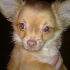 Chihuahua wawie