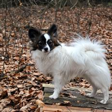 Papillon Axa's Andi Junior