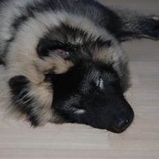 Eurasier Biker (Beiker)