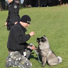 Eurasier Biker (Beiker)