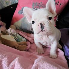 Fransk bulldog Hector