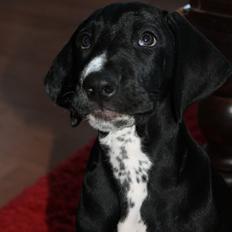 Blanding af racer Conrad 