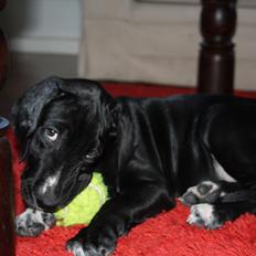 Blanding af racer Conrad 