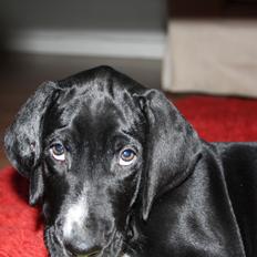 Blanding af racer Conrad 