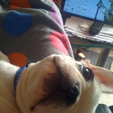 Fransk bulldog Tyson