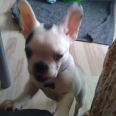 Fransk bulldog Tyson