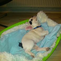 Fransk bulldog Tyson