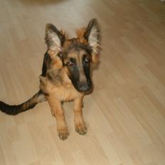 Schæferhund Chuckie