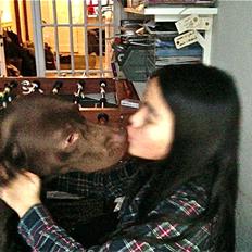 Labrador retriever Otto