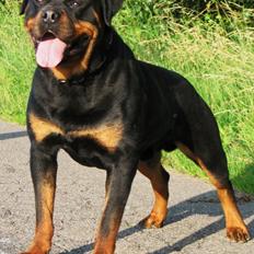 Rottweiler Kochiz From Royal Breed