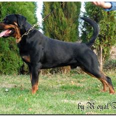 Rottweiler Kochiz From Royal Breed