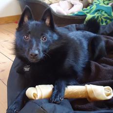 Schipperke Pri-wat Emil (Ludo)