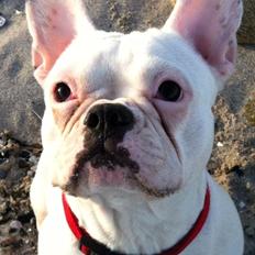Fransk bulldog Muffi 