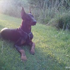 Dobermann Cody Augustinus [Storebrors Tidl. Hund]