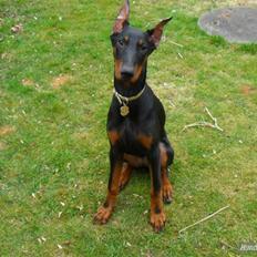Dobermann Cody Augustinus [Storebrors Tidl. Hund]