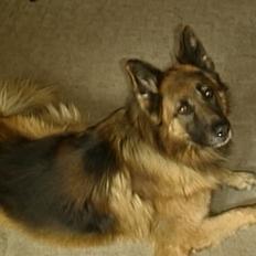 Schæferhund Zico