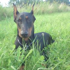Dobermann Cody Augustinus [Storebrors Tidl. Hund]