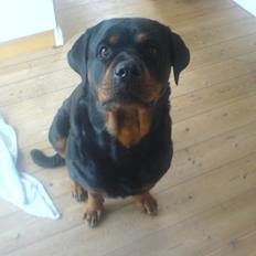 Rottweiler Chica