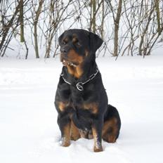 Rottweiler Chica