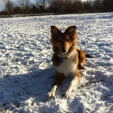 Shetland sheepdog Zeus