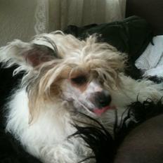 Chinese crested powder puff Sarie
