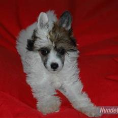 Chinese crested powder puff Sarie