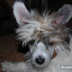 Chinese crested powder puff Sarie