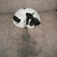 Dansk svensk gaardhund bitten