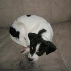 Dansk svensk gaardhund bitten