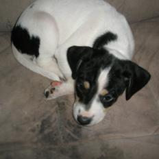 Dansk svensk gaardhund bitten