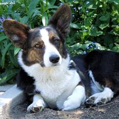 Welsh corgi cardigan Hova Bonde's Amélie
