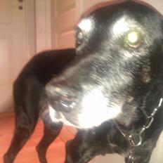 Blanding af racer fie (er savnet)