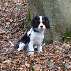 Cavalier king charles spaniel Bosco