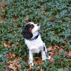 Cavalier king charles spaniel Bosco
