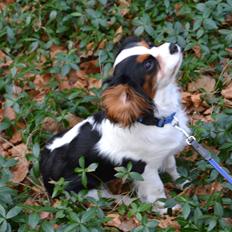 Cavalier king charles spaniel Bosco