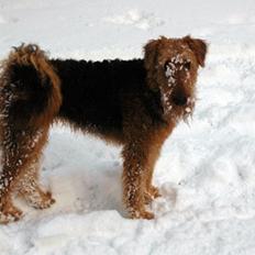 Airedale terrier Ronja