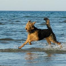 Airedale terrier Ronja