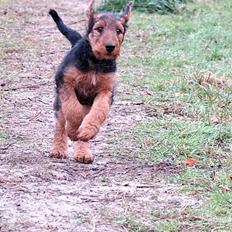 Airedale terrier Ronja