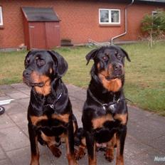 Rottweiler Ratata