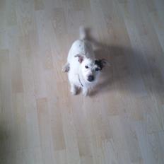 Jack russell terrier Calliston's Maddie